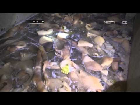 Dua pabrik olahan kikil berformalin di Tasikmalaya digerebek - NET5