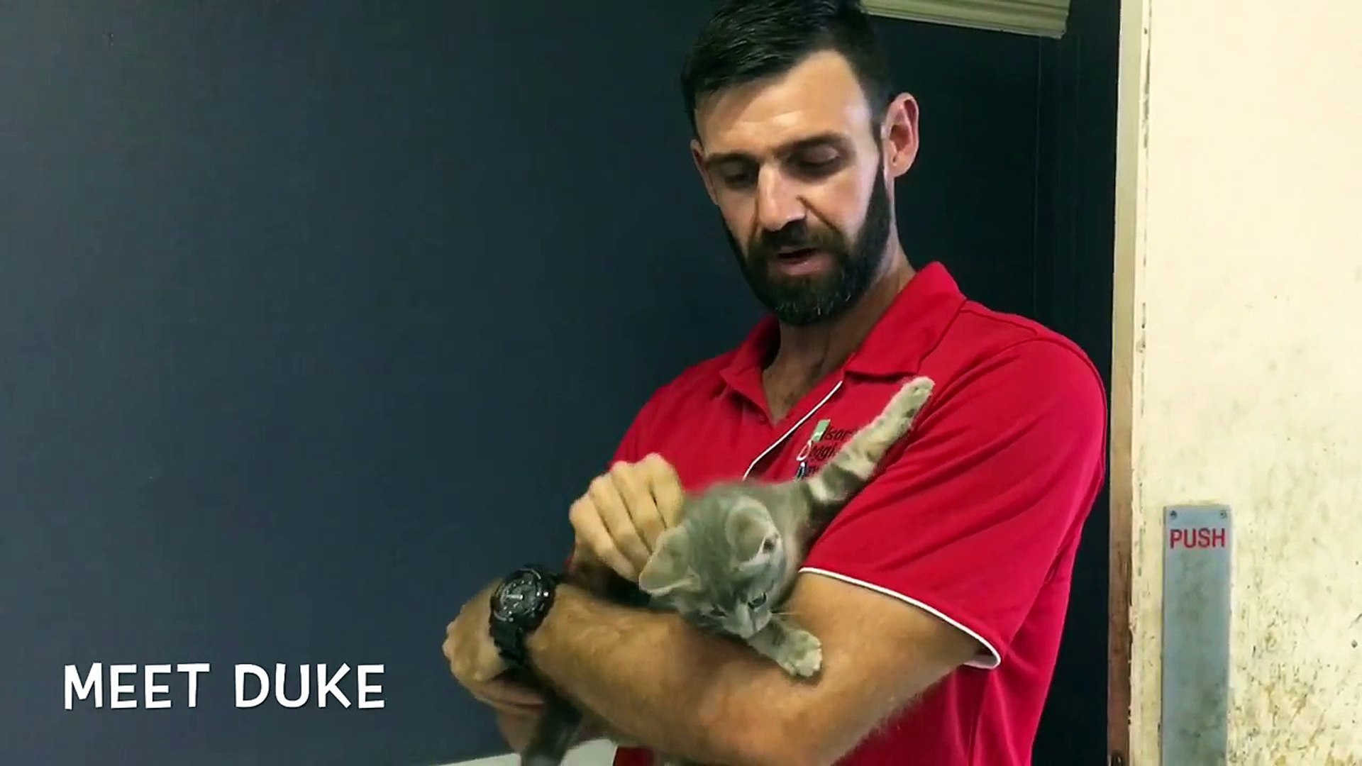 ⁣Allsorts Cattery Townsville- Kitten Training