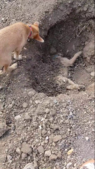 Ce chien ne veut pas abandonner son ami mort... Emouvant