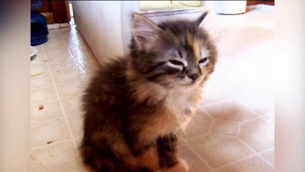 Quand nos animaux sont exténués! Compil d'animaux adorable