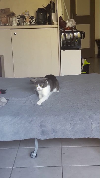 Mais regardez la tête du chat... FLIPPANT