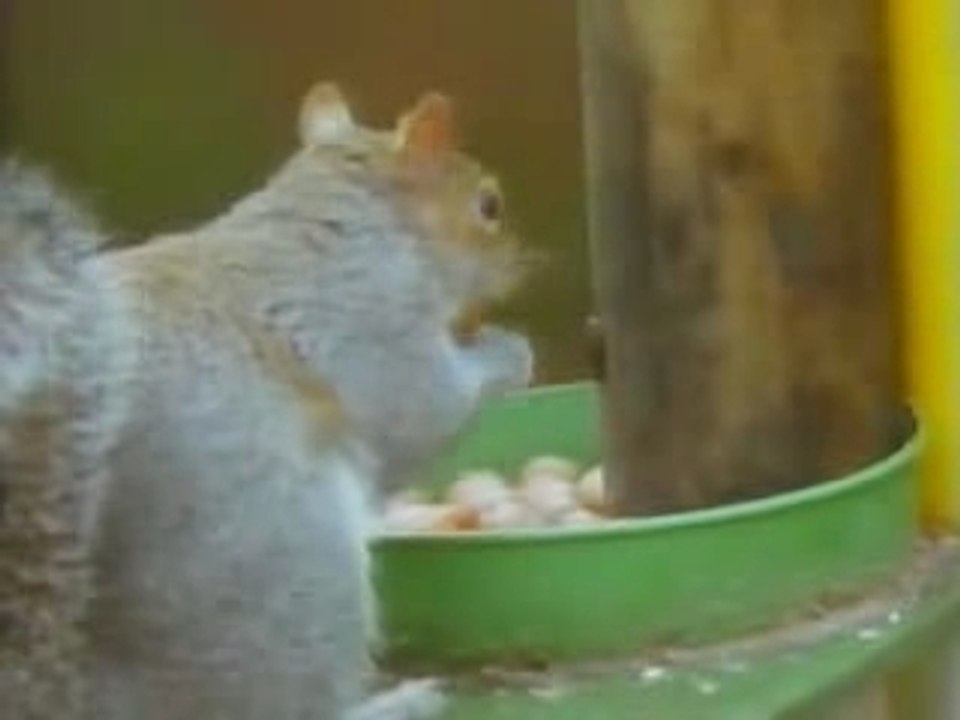 Le parcours du combattant pour écureuils