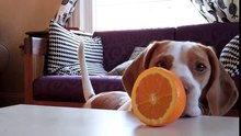 L'orange du chiot...