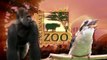 Animals Get into March Madness - Cincinnati Zoo
