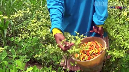 Harga Cabai Tinggi, Petani Tetap Rugi