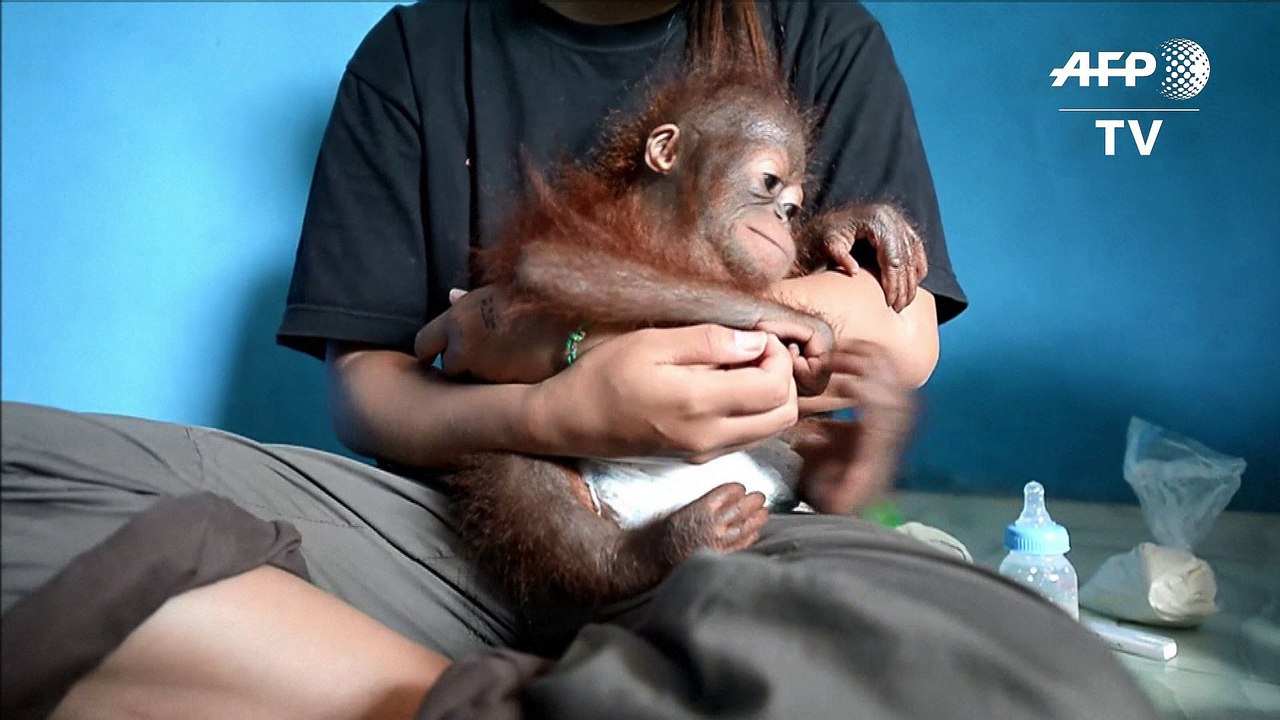 A Bornéo, un bébé orang-outan "animal de compagnie" sauvé