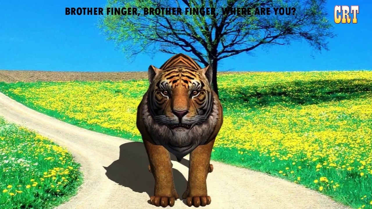 Finger Family With Lion Tiger Gorilla Cheetah Bear || Wild Animals Finger Family Nursery R