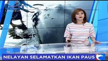Salut! Aksi Heroik Nelayan Gorontalo Selamatkan Paus