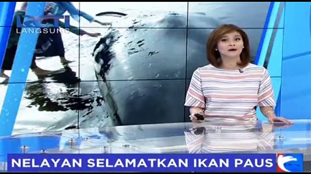 Salut! Aksi Heroik Nelayan Gorontalo Selamatkan Paus