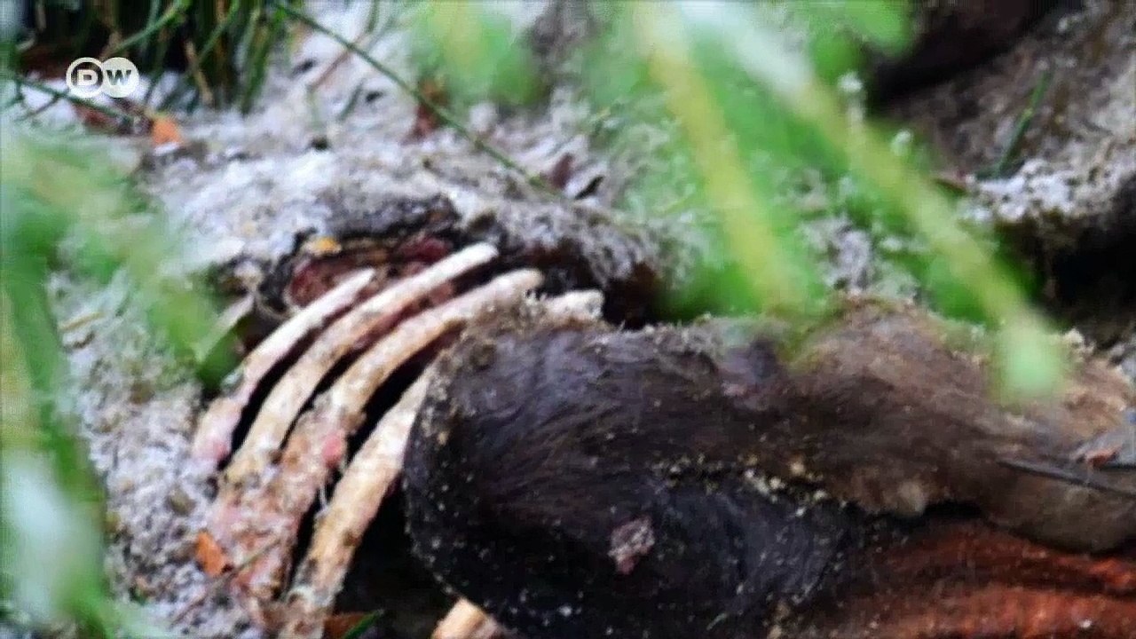 Return of the European bison | Eco-at-Africa