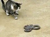 fight between snake and cat || cat vs snake cobra fight || cat attacks snake