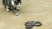 fight between snake and cat || cat vs snake cobra fight || cat attacks snake