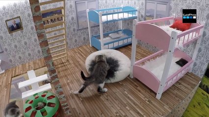 Découvrez "Keeping up with the Kattarshians", une nouvelle télé-réalité avec... des chats - Regardez