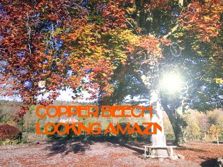 A Luxury Holiday Cottage near Ludlow Castle