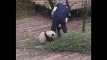 Ce bébé panda est vraiment trop chou avec son soigneur !