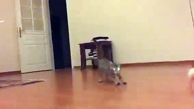 Hardworking cat is hunting mouse