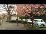 Musim Semi Bunga Sakura di Taman Ueno - NET5