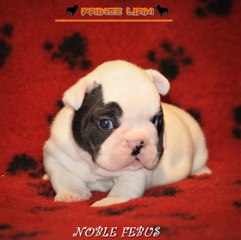 FRENCH BULLDOG PUPPIES
