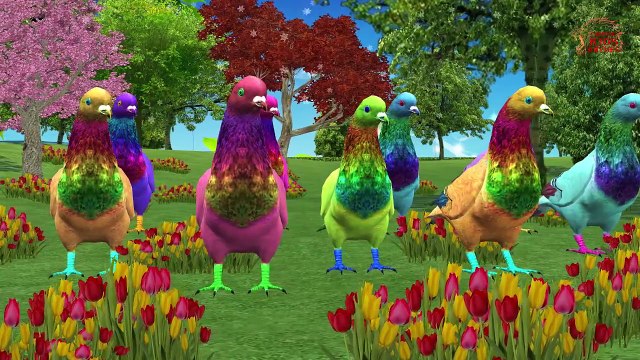 Sonidos De Pájaros, Rimas Infantiles, Aves, Sonidos Para Bebés Y Niños