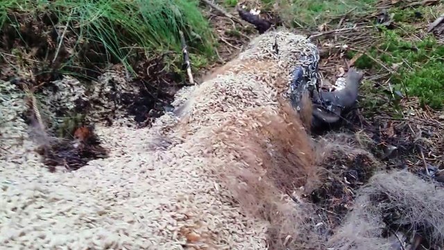 Cet élan mort est complètement recouvert d'asticots...