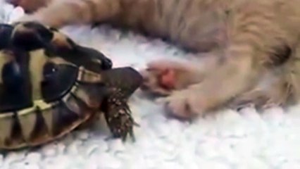 猫の肉球を食べようとする亀 Turtle trying to eat cat's paws