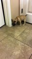 French Bulldog puppy loses it on doorstop