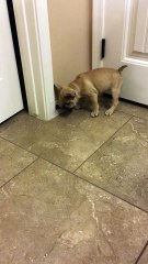 French Bulldog puppy loses it on doorstop