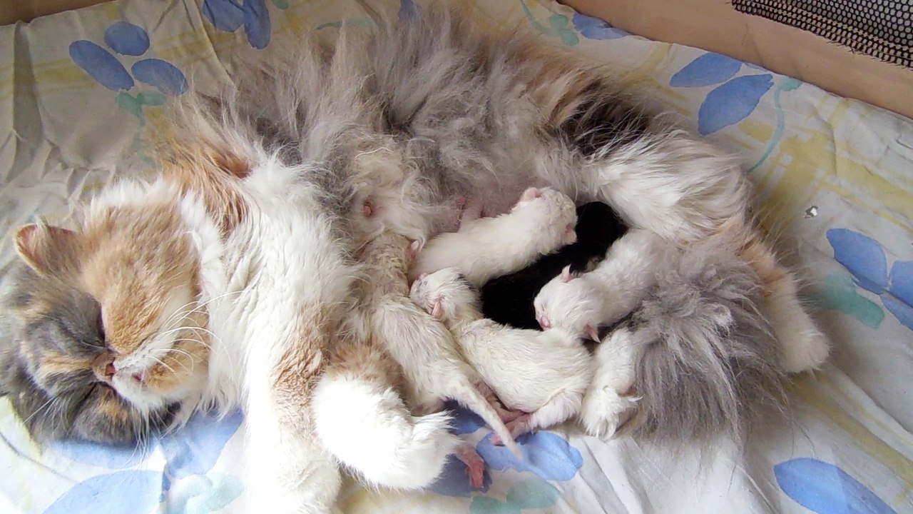 mes jolis bébés nés le 20 Février