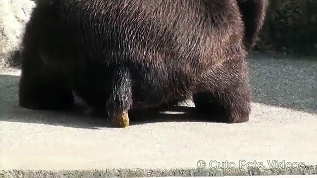Can you pee while pooping? This bear can!