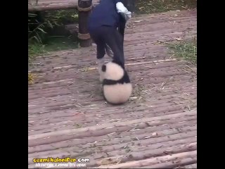 Ayı Irkının Yüz Karası Aşırı Gevşek Yımış Yımış Pandalar