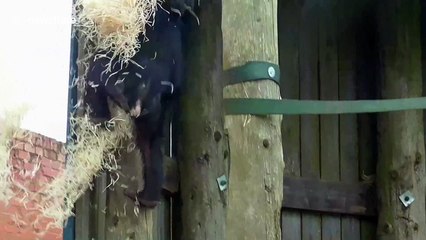 This bonobo youngster is on a mission to build a comfy chair