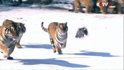 Siberian Tigers Hunt Electronic Bird of Prey