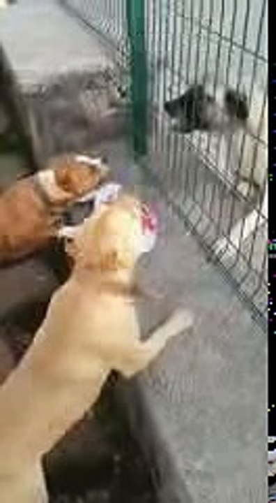 Pitbull vs kangal vol 2