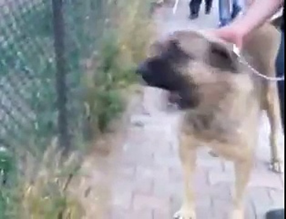 Kangal VS Pitbull