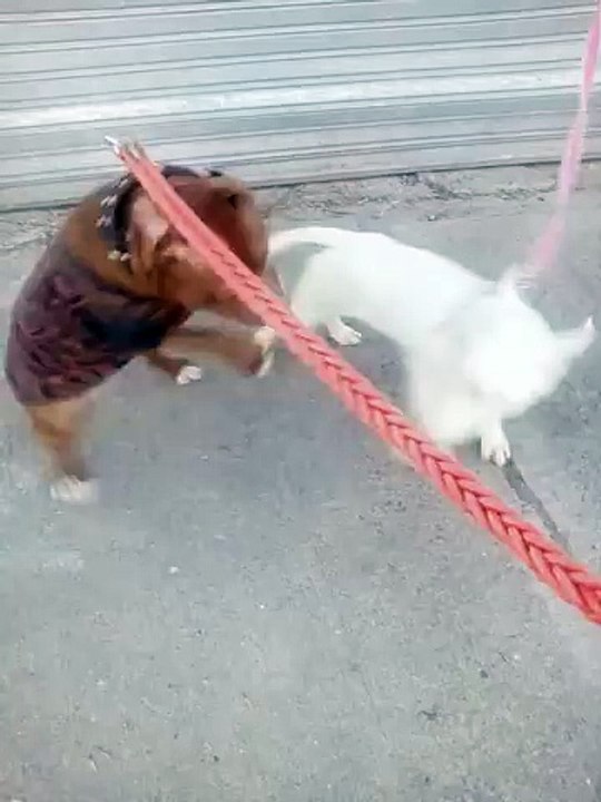Pitbull vs bull terrier