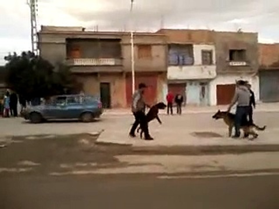pitbull vs berger allemand