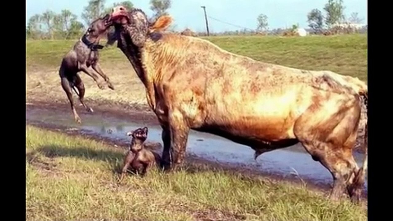 Two Pitbull Dog vs Bull