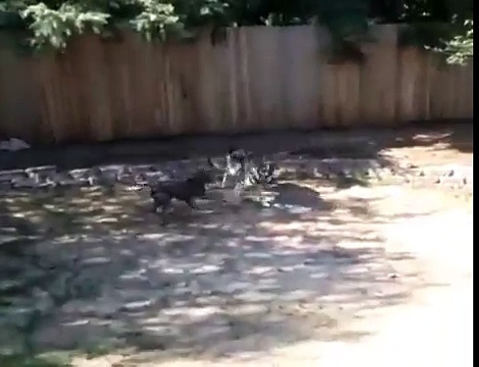Pitbull vs German Shepherd