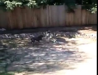 Pitbull vs German Shepherd