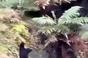Pitbull vs Boar Hunting Hunter boar attacks