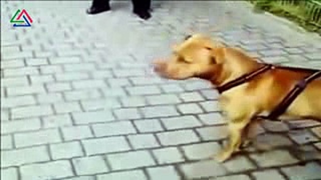 Pitbull vs Kangal