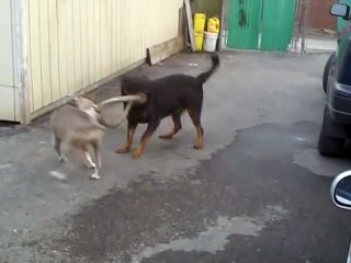 Rottweiler vs Blue Pitbull