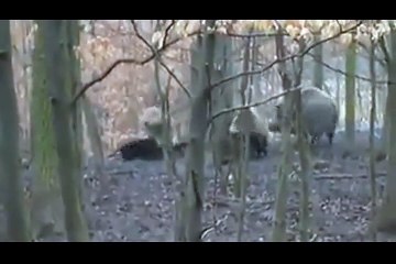 Pitbull vs wild boar hunting