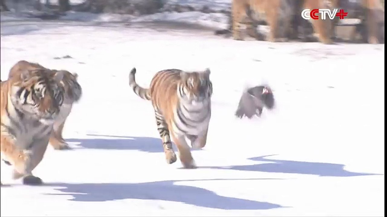 Des tigres de Sibérie attrapent un drone en plein vol et le désossent