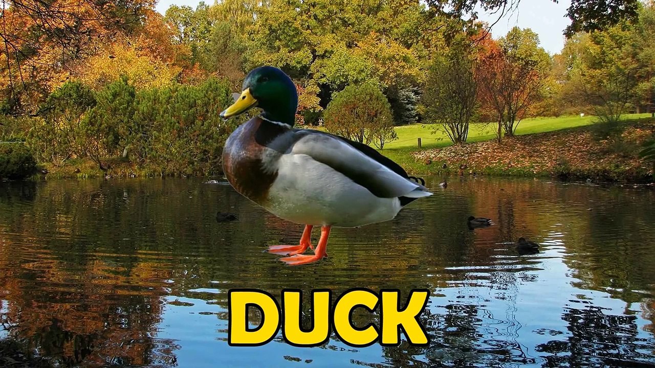 Animal Sounds Video For Kids | Animal Finger Family Songs | Old Mcdonald And More Nursery