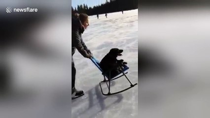 Labrador goes 'ice skating' on chair