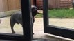 Determined Frenchie finally gets stick through door