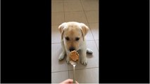 Puppy adorably hesitates to try peanut butter