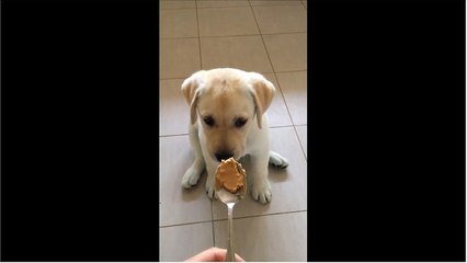 Puppy adorably hesitates to try peanut butter