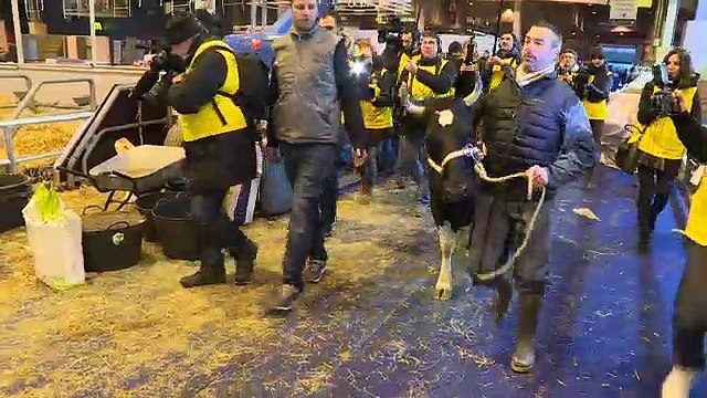 Salon de l'agriculture : «Fine», la vache égérie est arrivée